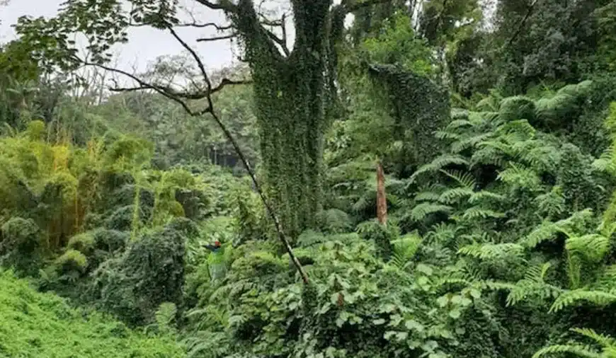 Test degli occhi con illusione ottica: Metti alla prova i tuoi occhi! Cercate di individuare l’uccello Barbet in questa immagine in meno di 16 secondi