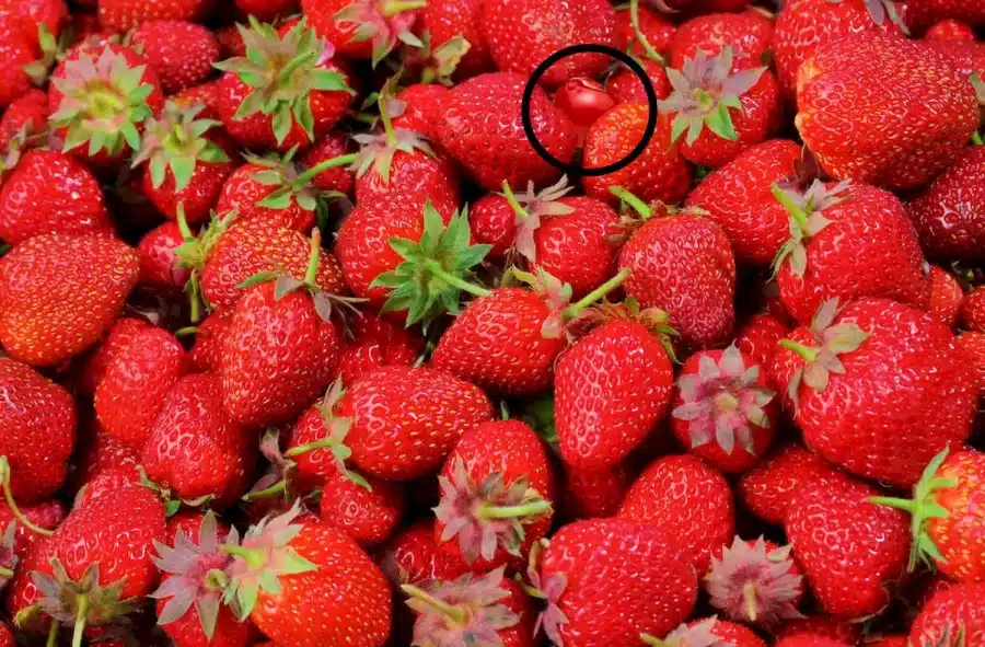 Test di illusione ottica: Tra le fragole è nascosta una ciliegia. Riuscite a trovarla in 15 secondi?