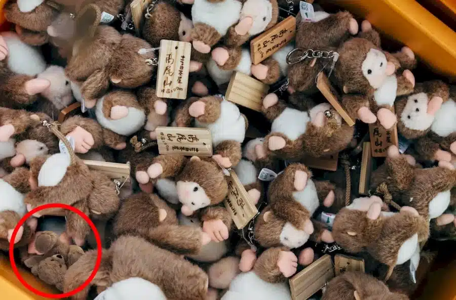 Test di illusione ottica: Prova a trovare l'orsacchiotto nascosto in questo mucchio di animali di peluche in 15 secondi