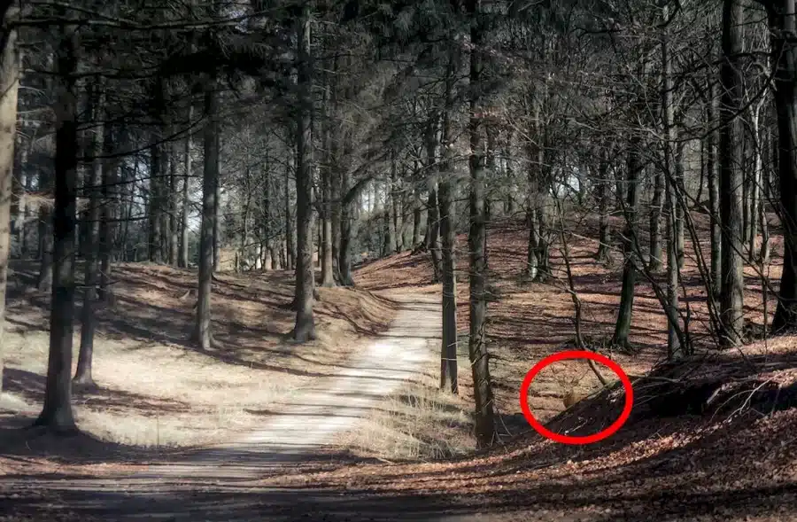 Test di illusione ottica del cervello: Solo una persona attenta può scorgere per la prima volta un alce in questa foresta. E voi?
