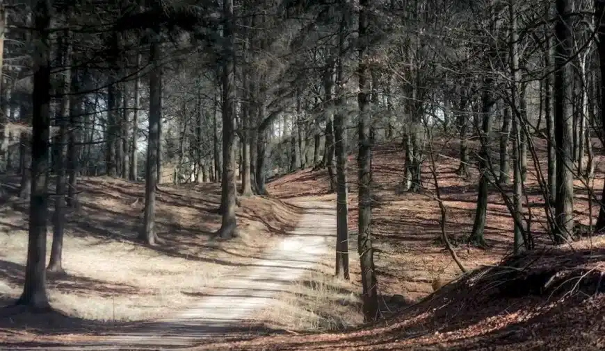 Test cerebrale di illusione ottica: Solo una persona attenta può individuare a prima vista l’alce in questa foresta. E voi?