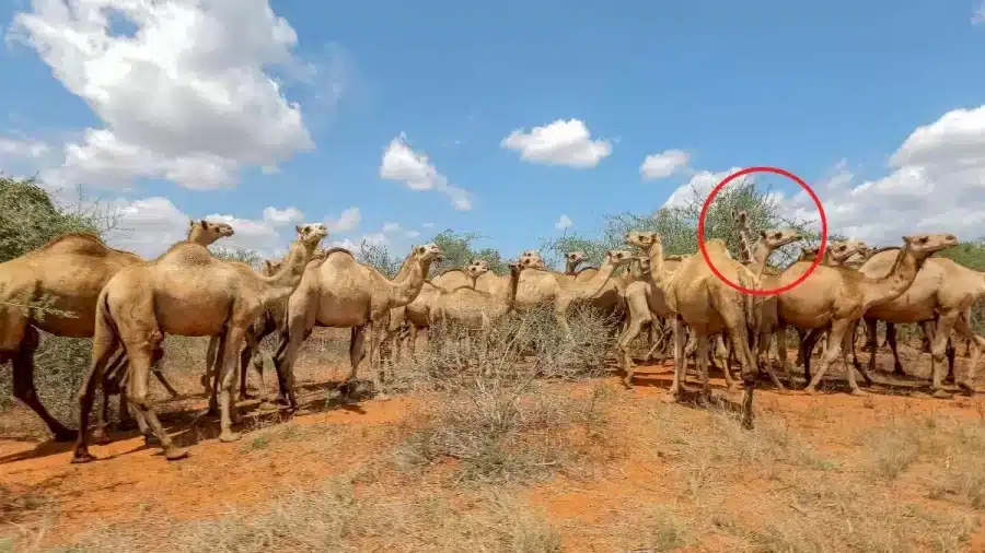 Illusioni ottiche: Riesci a trovare lo strano animale in 10 secondi?