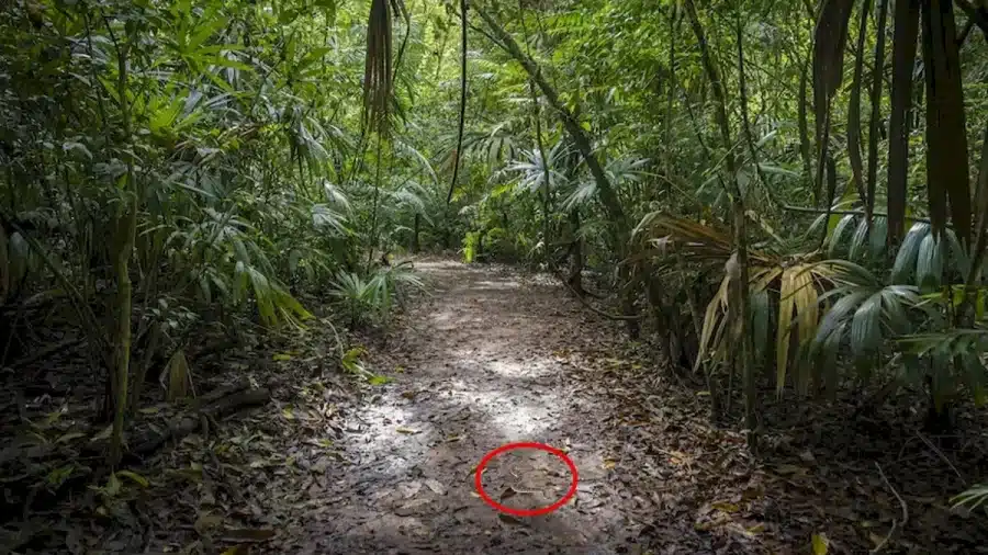 Riesci a vedere un serpente a sonagli? Solo una persona con un occhio d'aquila può vedere il serpente a sonagli nascosto in questa illusione ottica