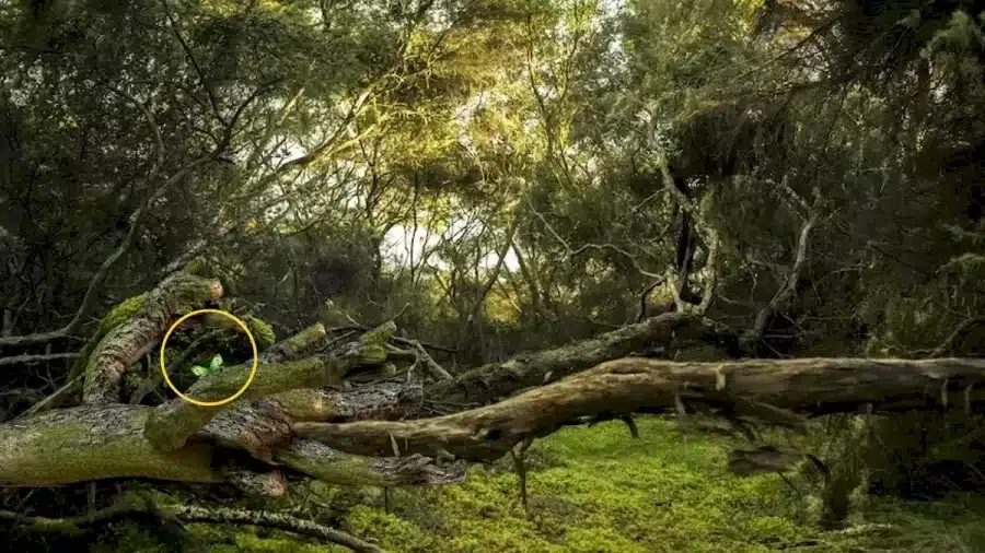 Illusione ottica: Riesci a trovare la farfalla nascosta in questa immagine?