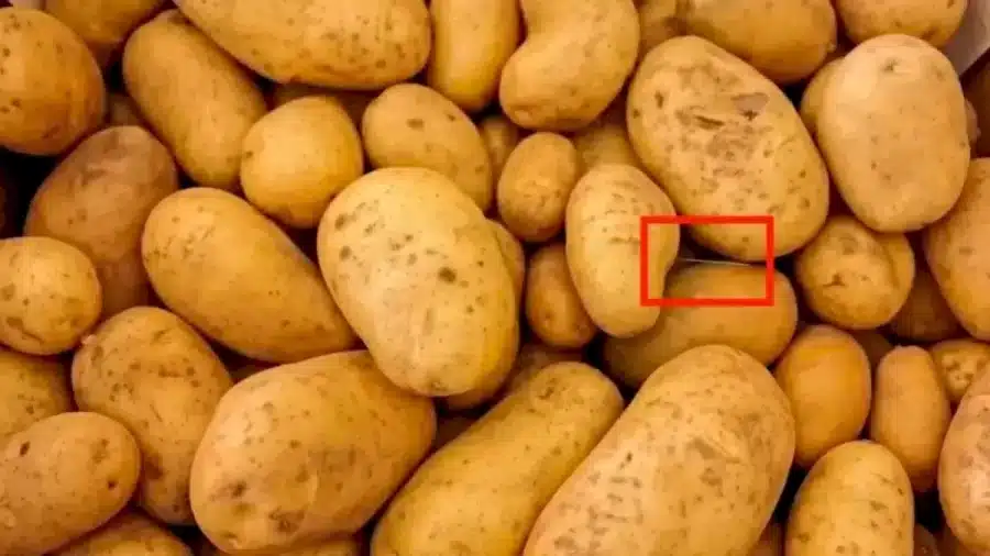 Riesci a trovare l'ago nella patata in 12 secondi? Illusioni ottiche Spiegazioni e soluzioni