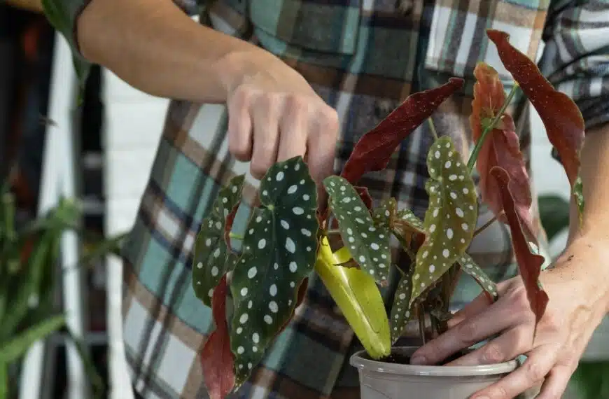 Come si cura una Begonia maculata? La pianta ideale per chi non ha il pollice verde!