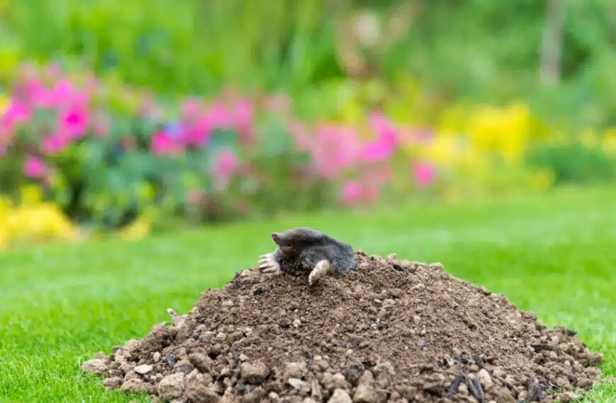 Scoprite il trucco poco conosciuto per bandire le talpe dal vostro giardino una volta per tutte!