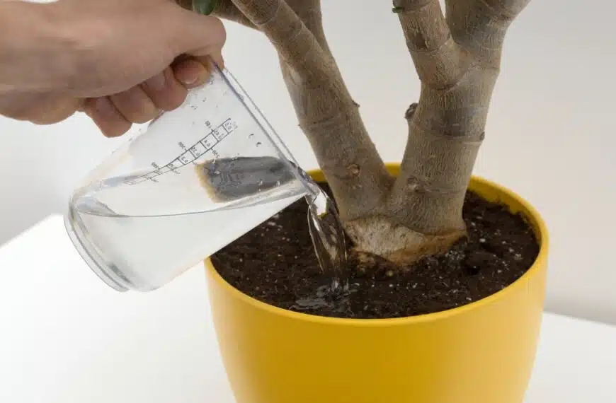 Come posso salvare una pianta che è stata annaffiata troppo?