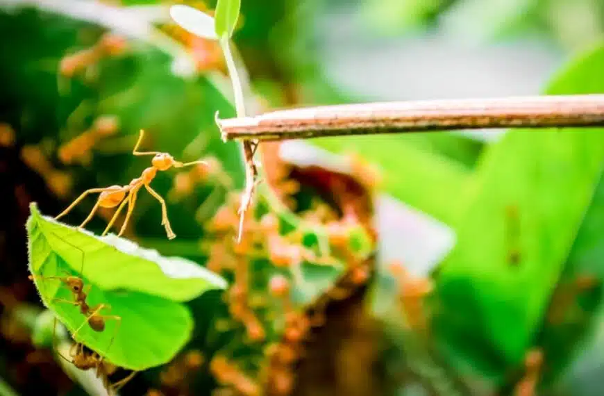 Come tenere lontane le formiche dalle vostre piantine? Ecco i prodotti che odiano di più per respingerle in modo naturale!
