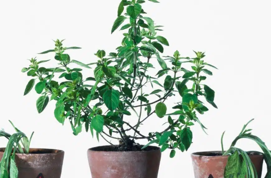 Consigli per il giardinaggio: imparate a distinguere una pianta addormentata da una morta