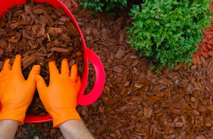 Proteggete al massimo il vostro giardino in inverno: scoprite i consigli essenziali per una pacciamatura di successo