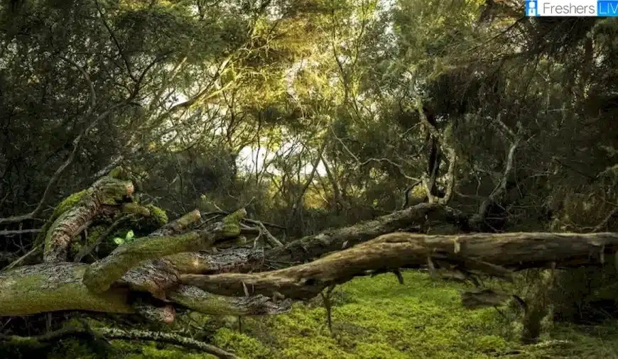 Illusione ottica: Riesci a trovare la farfalla nascosta in questa immagine?