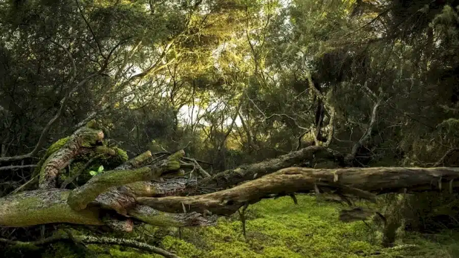 Illusione ottica: Riesci a trovare la farfalla nascosta in questa immagine?