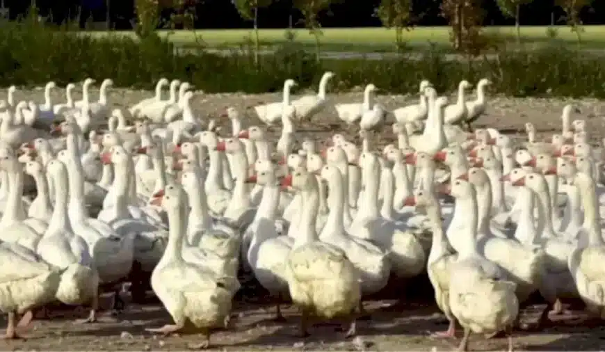 Illusione ottica: Riesci a trovare una foca tra le anatre in 12 secondi?