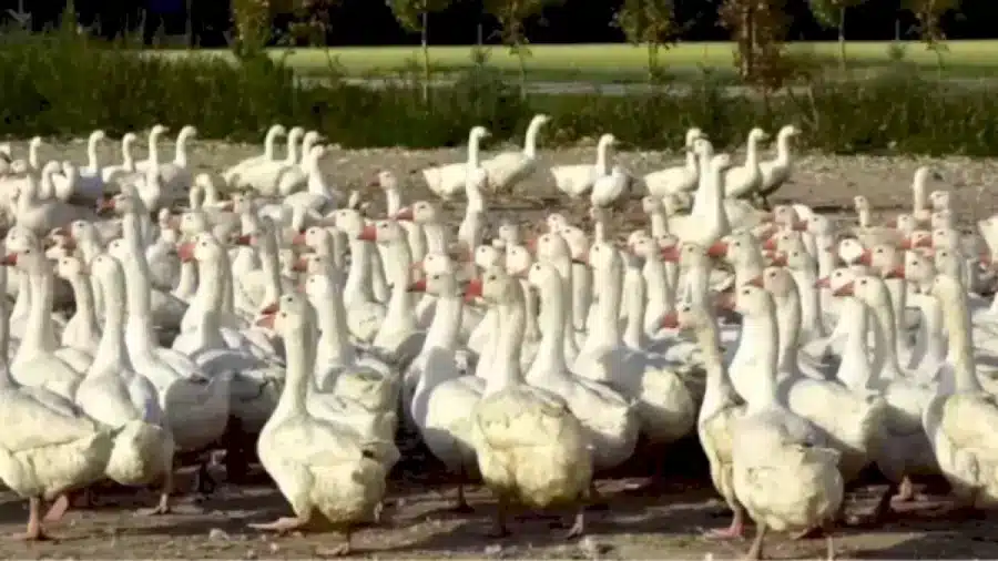 Illusione ottica: Riesci a individuare la foca tra le anatre in 12 secondi?
