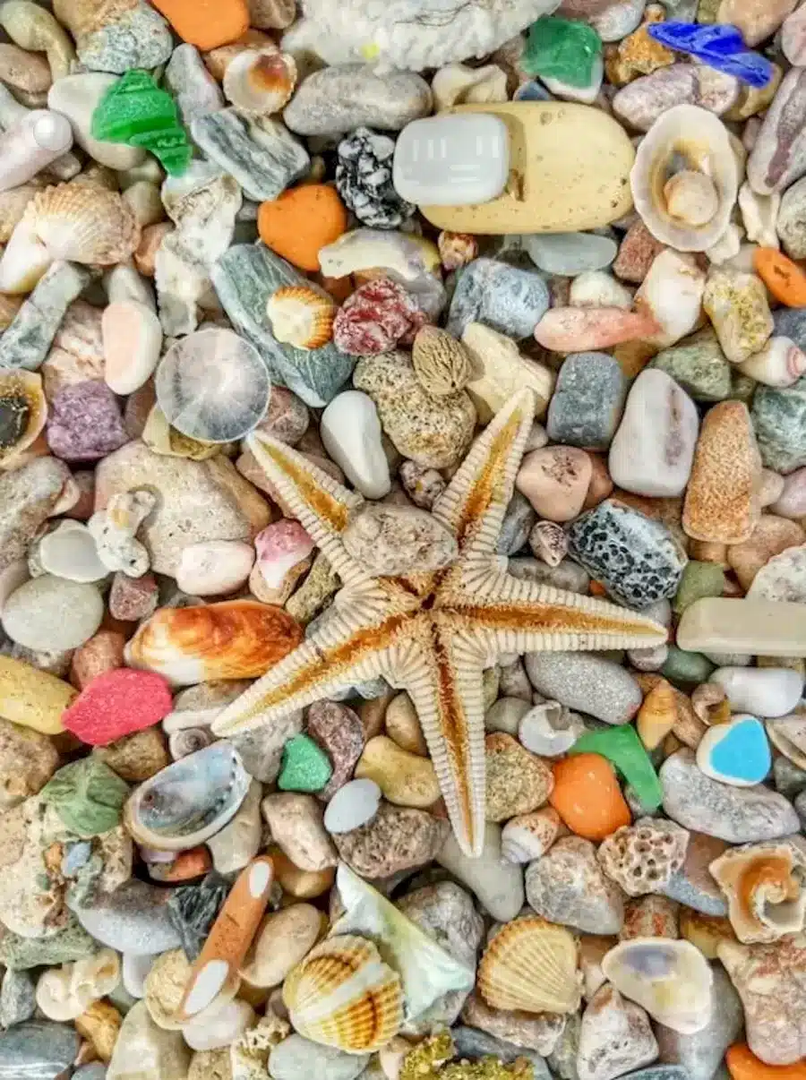 Illusione ottica: Trova la perla tra questi ciottoli e stelle marine