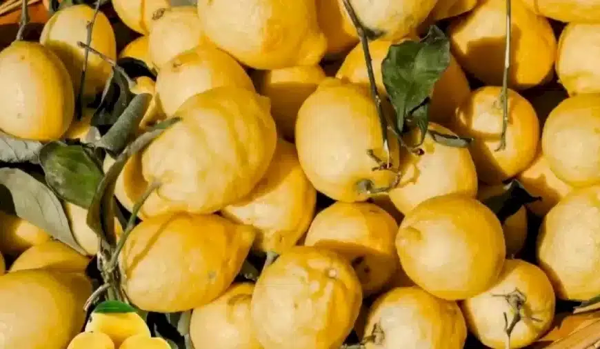 Illusione ottica per mettere alla prova la vostra vista: Riesci a trovare il frutto strano in 10 secondi?