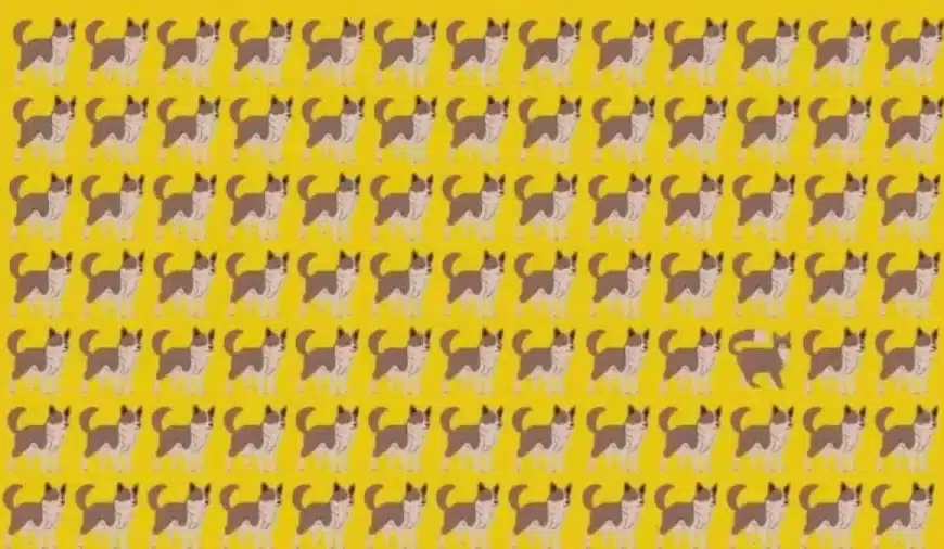 Riesci a trovare il gatto che si nasconde tra questi cani? Spiegazione e soluzione di questa illusione ottica