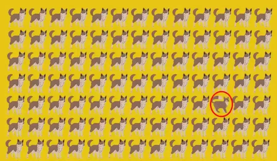 Riesci a trovare il gatto nascosto tra i cani? Spiegazione e soluzione per questa illusione ottica