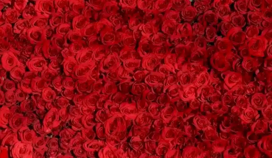 Riesci a trovare un cuore tra queste rose in 20 secondi Spiegazione e soluzione dell’illusione ottica
