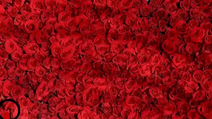 Riesci a trovare un cuore tra queste rose in 20 secondi? Illusioni ottiche Spiegazioni e soluzioni
