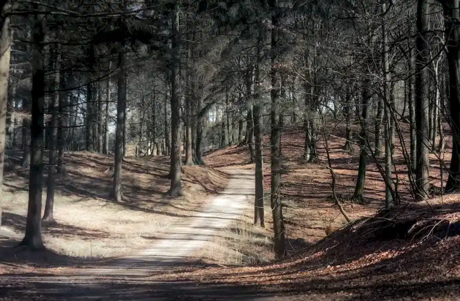 Test di illusione ottica del cervello: Solo una persona attenta può scorgere per la prima volta un alce in questa foresta. E voi?