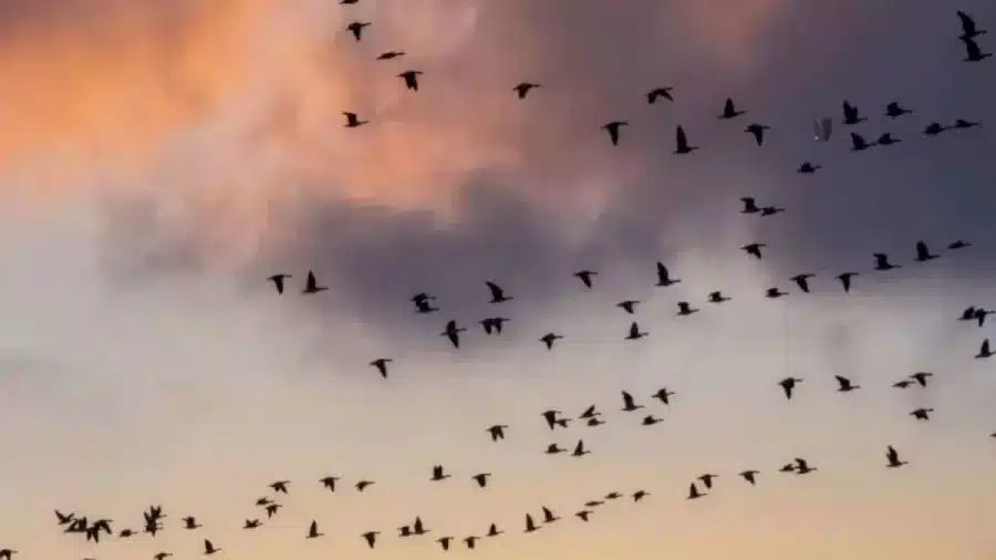 Test di visione per illusioni ottiche: Riesci a riconoscere un'aquila in questa immagine?