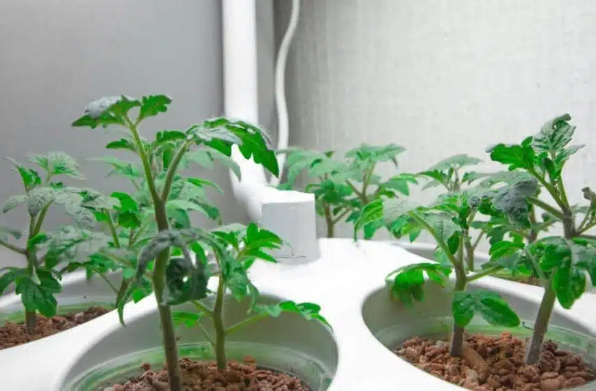 Crescita dei pomodori o come rinforzare il terreno prima di piantarli?