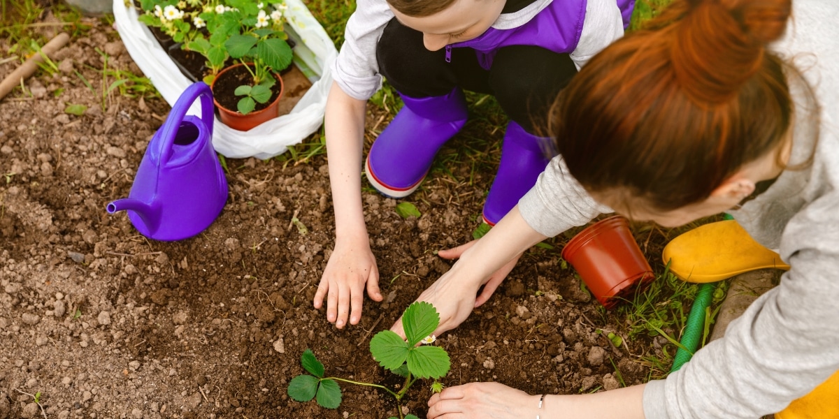 Consigli pratici: quali piante evitare di piantare vicino alle piante di fragole