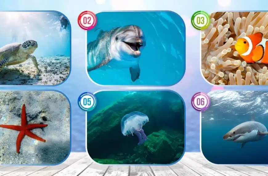 Test della personalità: immergetevi nelle profondità della vostra anima! Scegliete tra queste 6 specie marine e svelate i segreti della vostra identità nascosta.