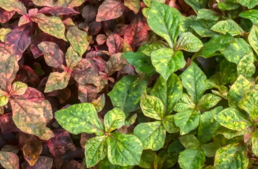 Scoprite le 4 migliori piantine resistenti al sole per un giardino radioso!