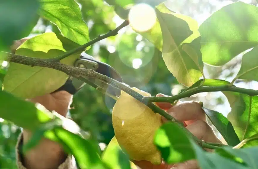 Come potare l’albero di limoni a fine inverno: il consiglio essenziale per un raccolto abbondante