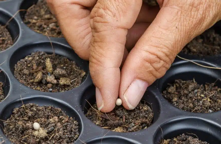 Preparare l’orto di primavera: scoprite le piantine da seminare subito per un orto di successo