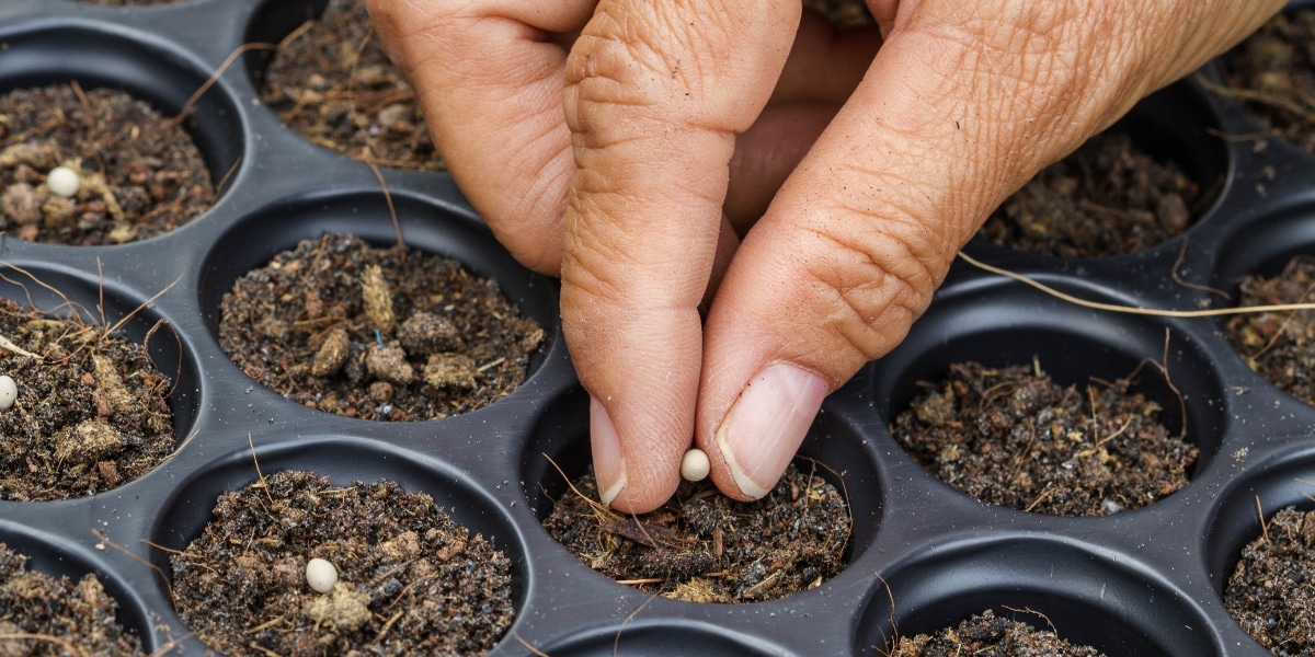 Preparare l’orto di primavera: scoprite le piantine da seminare subito per un orto di successo