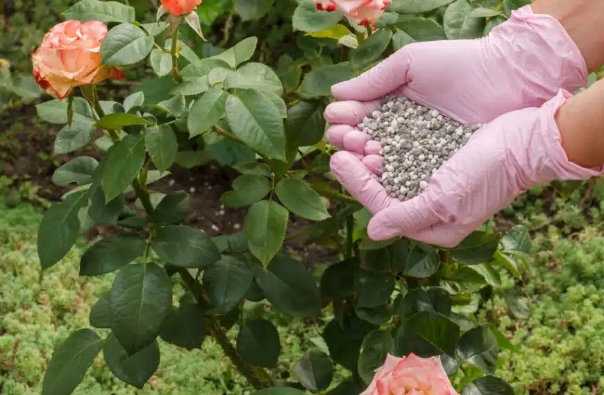 Qual è il miglior fertilizzante per le rose in primavera? I nostri migliori consigli