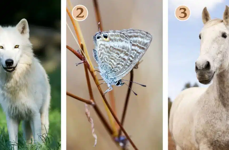 Test della personalità: quale animale vi ispira? Scoprite la vostra guida interiore per realizzare le vostre ambizioni!