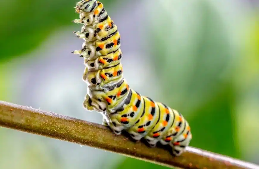 Come controllare efficacemente i bruchi verdi in giardino senza danneggiare l’ambiente: una guida pratica e prodotti ecologici