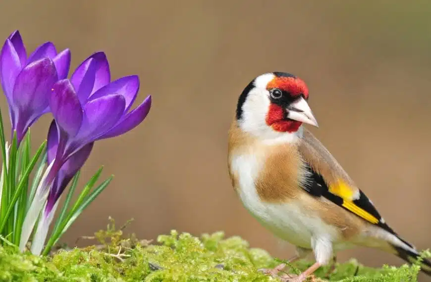 4 consigli naturalistici per attirare e mantenere i cardellini in giardino!