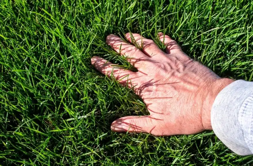 Consigli pratici: gli errori da evitare per un prato splendente in primavera