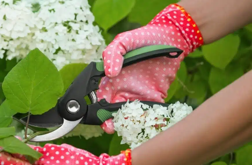 Le ortensie vanno potate a marzo? O aspettare ancora un po’?