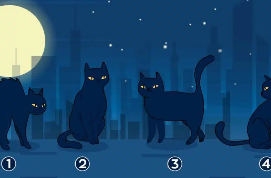 Test della personalità: rivelate la vostra missione di vita scegliendo uno di questi 4 gatti misteriosi!