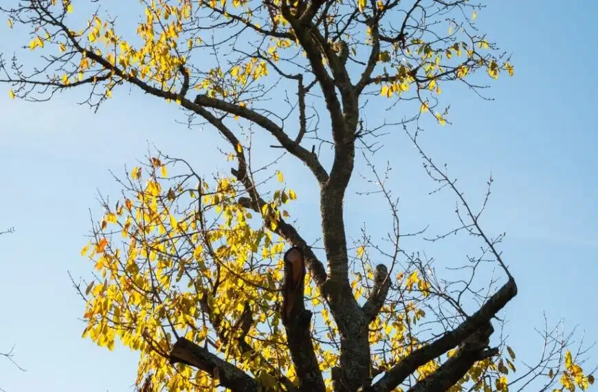 Come trattare e curare un ciliegio le cui foglie si seccano e rimangono sull’albero da frutto?