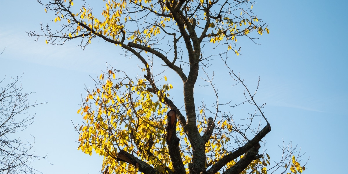 Come trattare e curare un ciliegio le cui foglie si seccano e rimangono sull’albero da frutto?