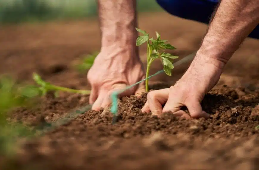 Quando piantare i pomodori nel 2024: metodo di semina e consigli per un raccolto succoso