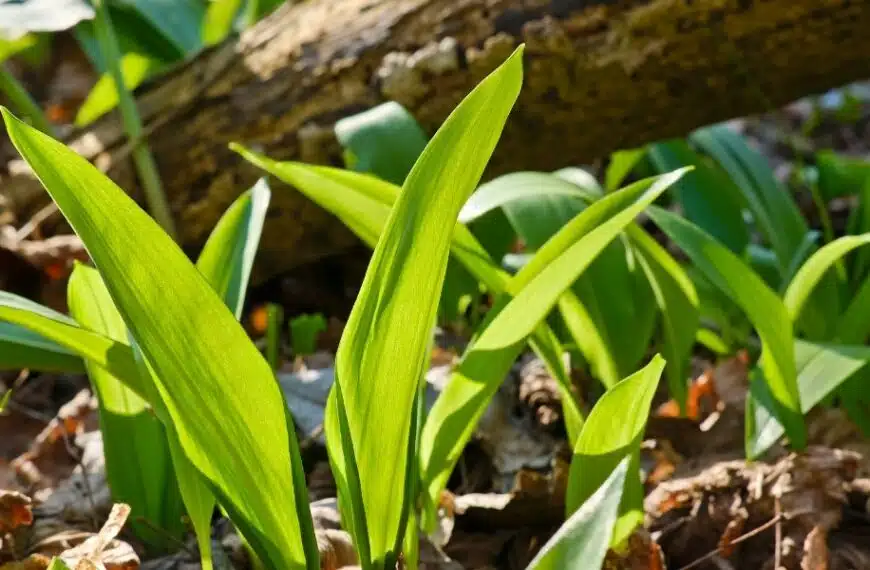 Scoprite come l’aglio può potenziare i vostri alberi da frutto: benefici e guida all’impianto