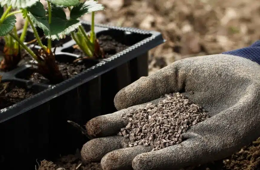 Massimizza il tuo raccolto di fragole: scopri quale fertilizzante utilizzare e il momento migliore per applicarlo