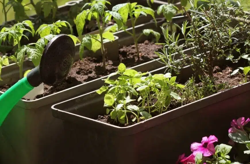 Coltivare pomodori senza annaffiarli: consigli pratici per un orto autosufficiente