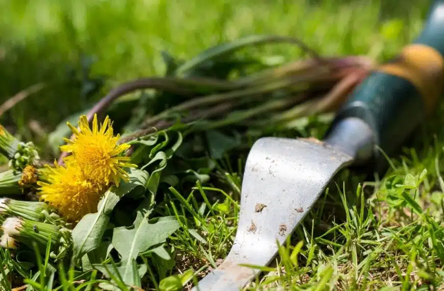 Come ravvivare il prato eliminando le erbacce: consigli pratici per un prato splendente!