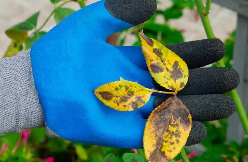 Scoprite i consigli efficaci per eliminare le macchie nere dai cespugli di rose e mantenere i vostri fiori in perfetta salute!
