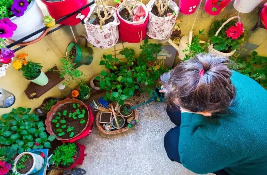 Consigli pratici: scegli l’albero giusto per il tuo balcone soleggiato, scopri 4 varietà ideali per la coltivazione in contenitore